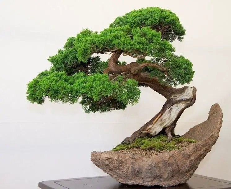 Bonsai de agua Consejos para mi huerto