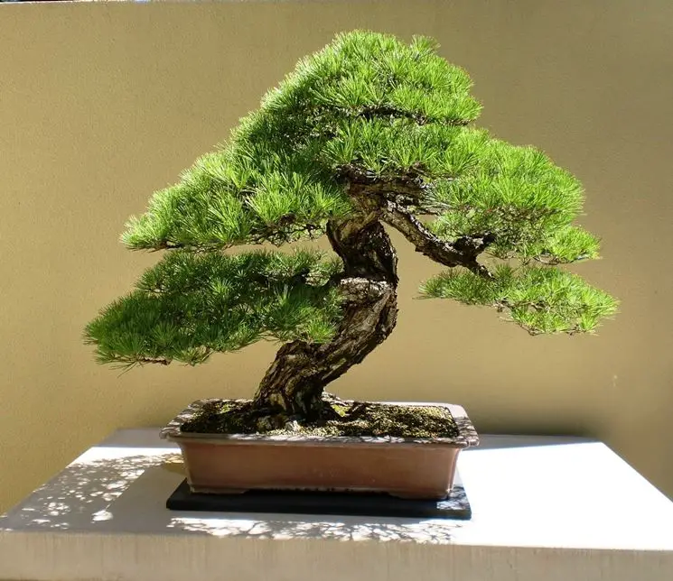Bonsai de agua Consejos para mi huerto