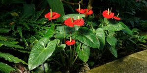 Cómo cuidar el anthurium para obtener flores brillantes durante todo el año.