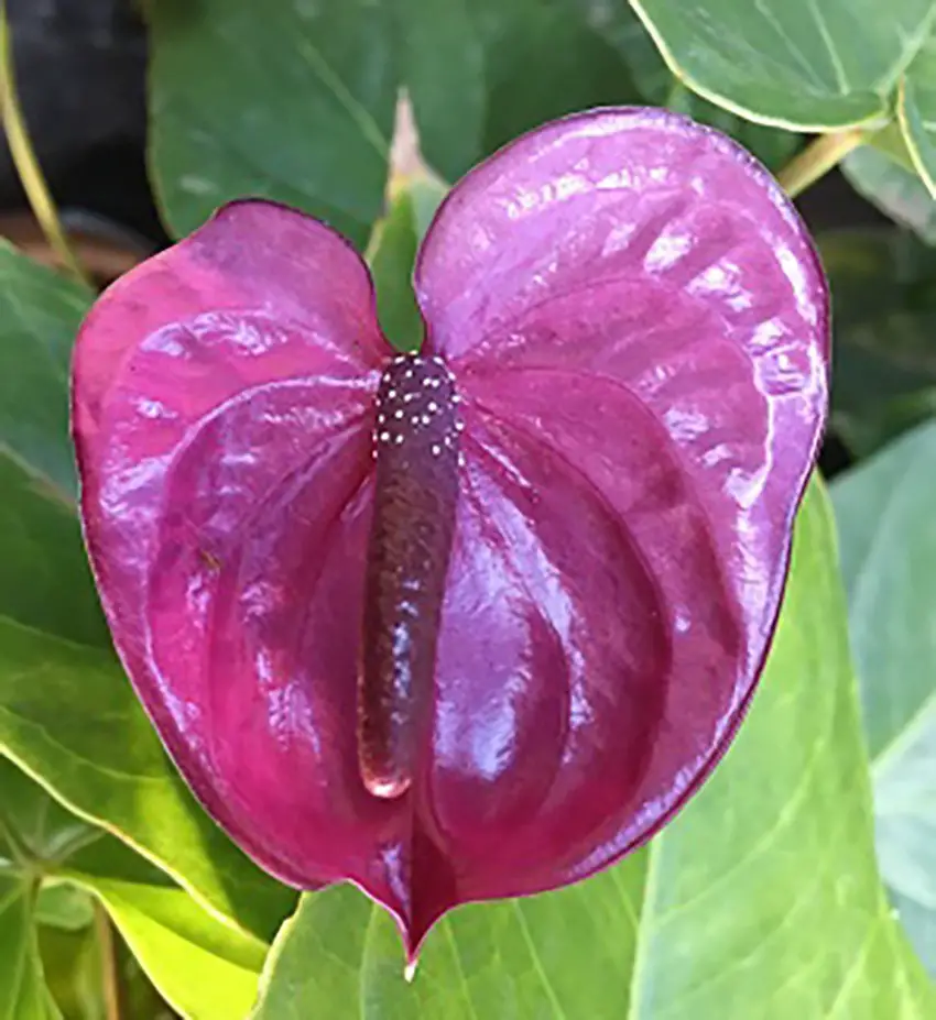 anturio púrpura anturio púrpura