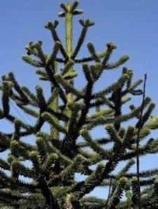 Araucaria de Chile