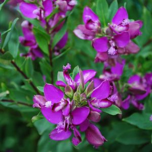 Características del arbusto mariposa (Polygala myrtifolia)