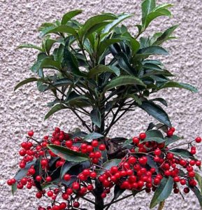 Características y cultivo de la pizarra (Ardisia Crenata)