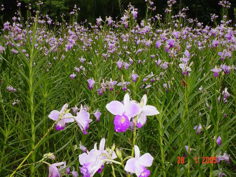 arundina-bambosifolia