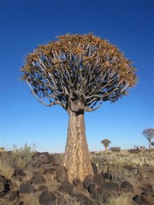 Características y cultivo del carcaj de Aloe (Aloe dichotoma)