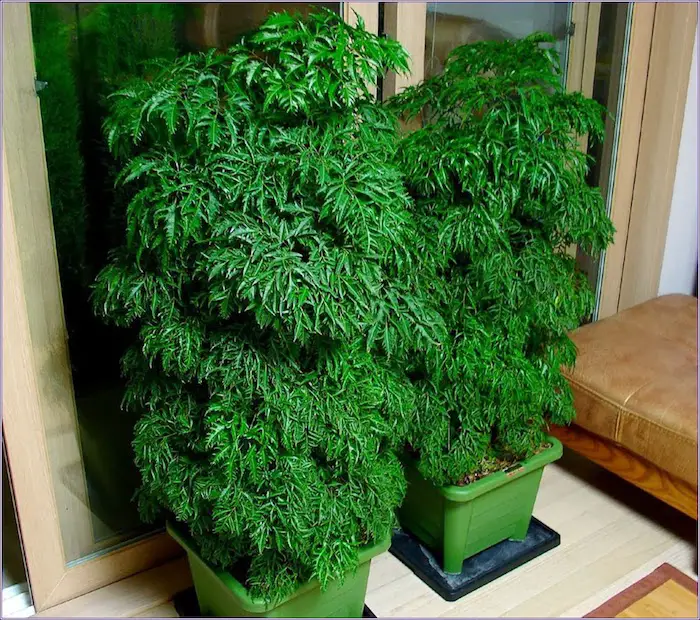 arbol de la felicidad