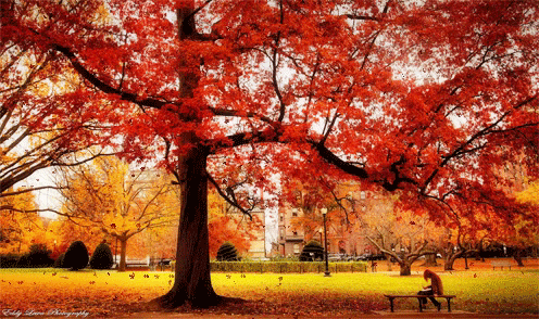 árbol de otoño1
