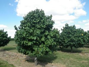 Asimina triloba