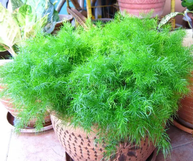 aspargus_1 (medio) aspargus_1 (medio)