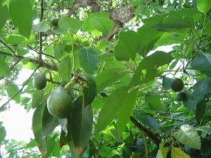 Aguacate - Persea americana