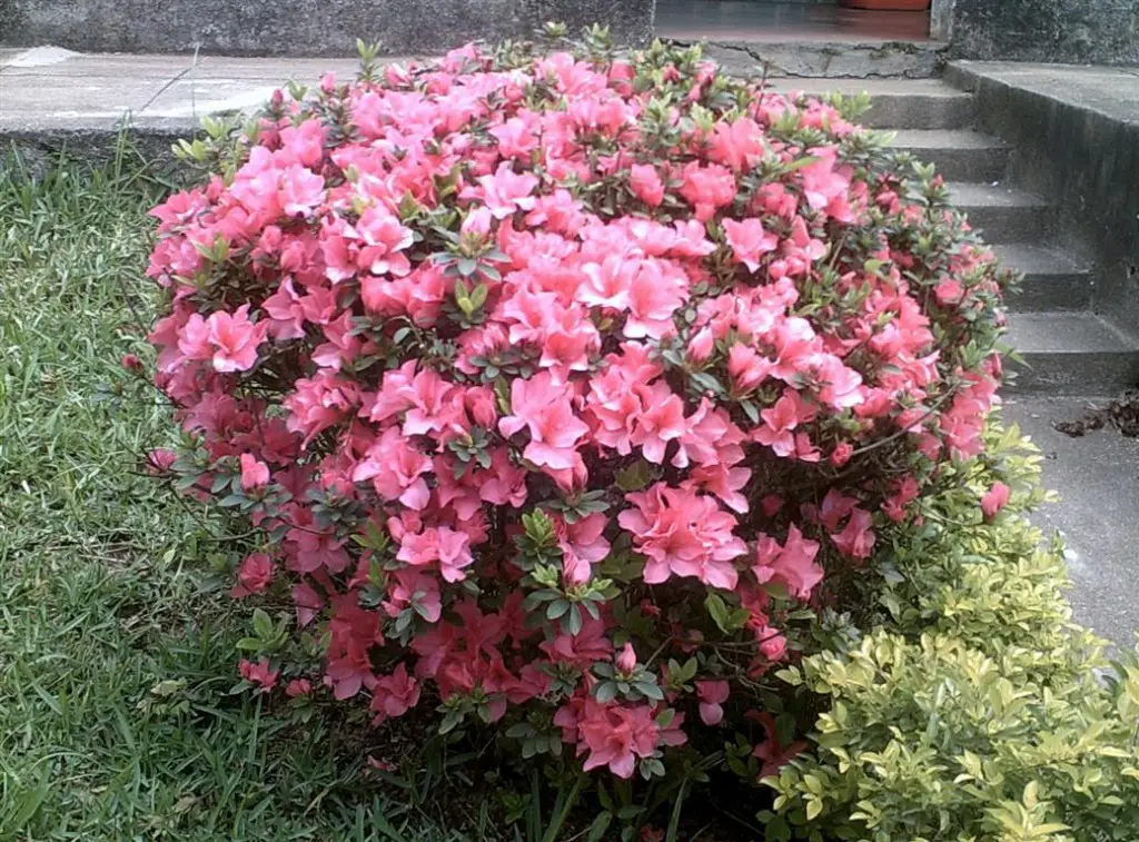 azalea 