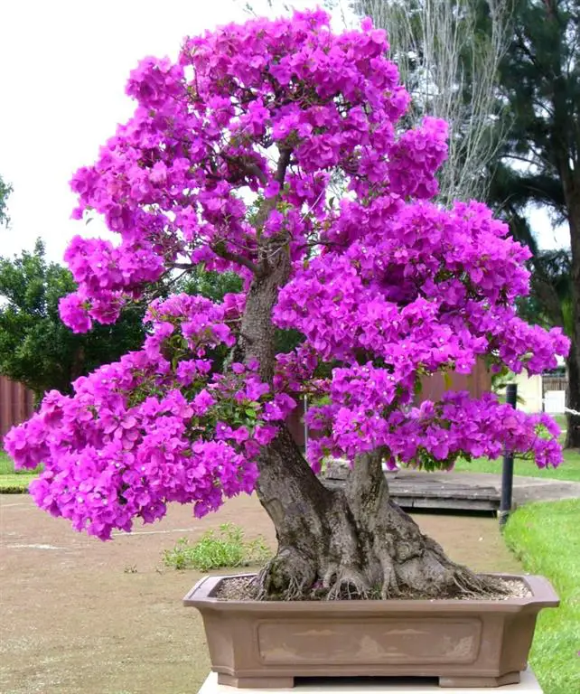 bonsai de azalea
