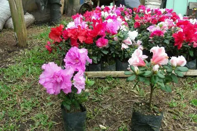 azaleas2