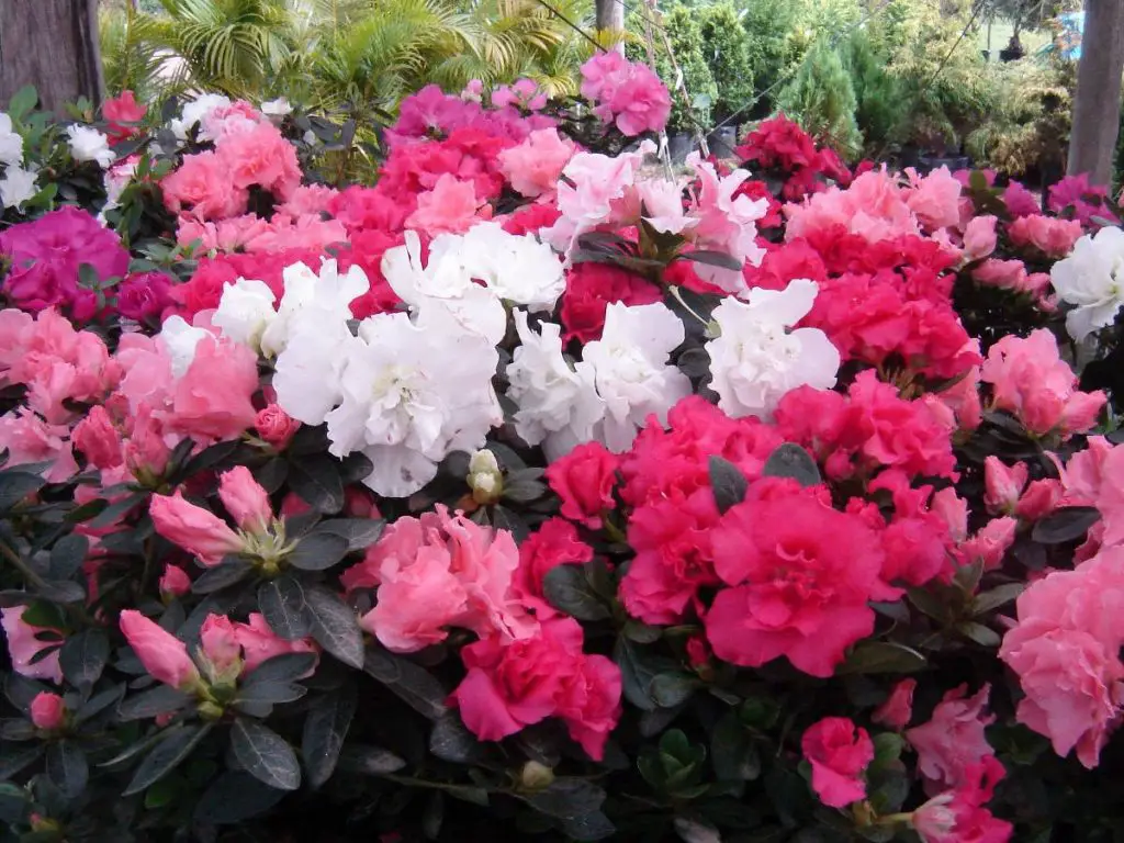 azaleas