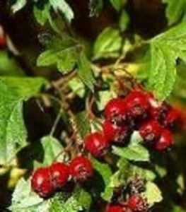 Azarole - Crataegus azarolus