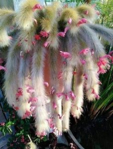 Características de la cola de mono (Cleistocactus colademononis) -