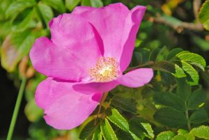 Bayas de rosa mosqueta