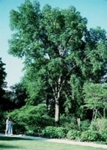 Bagolaro - Celtis australis