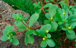 Malezas - Fácil de esparcir, difícil de controlar