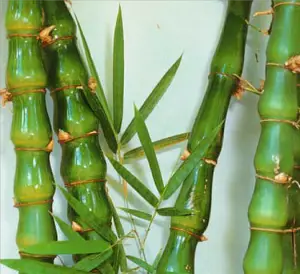 Características del bambú vientre de Buda (Bambusa ventricosa)