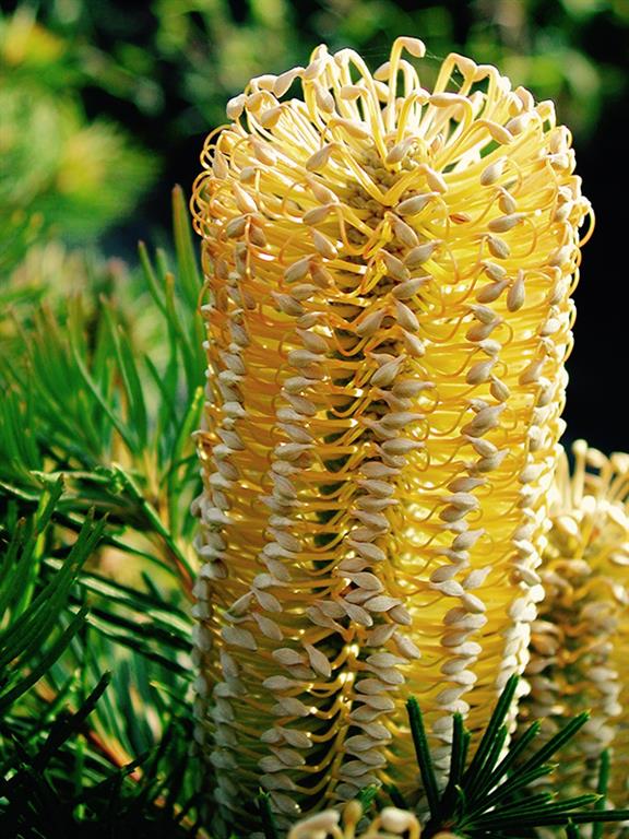 Banksia-velas 