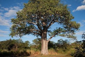 Arbol del baobab