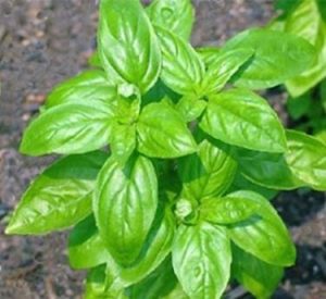 Albahaca - Ocimum basilicum