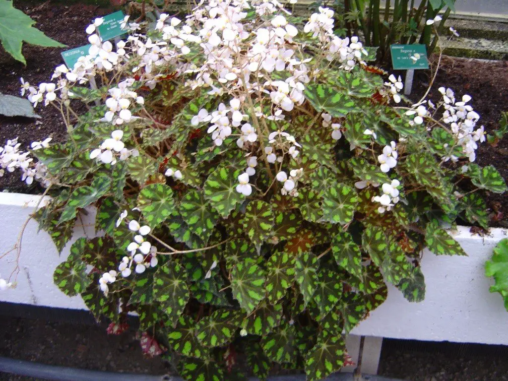 begonia-1