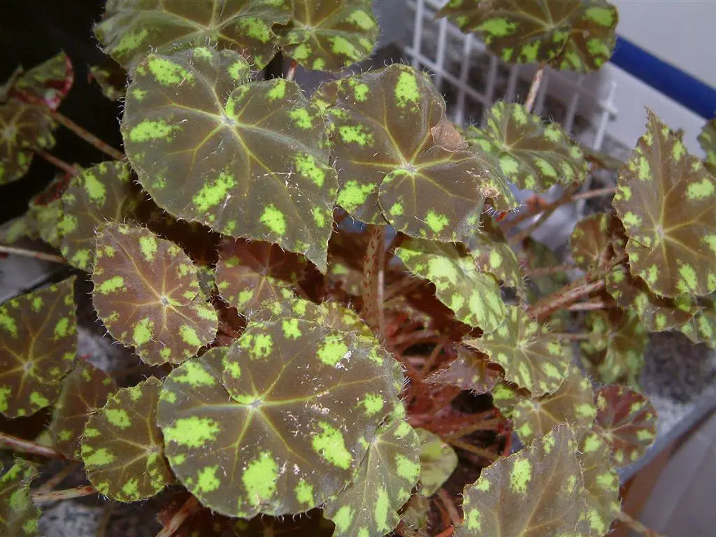 begonia