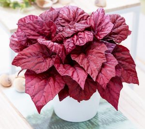 Cuidado con Begonia Rex beleaf (Begonia rex)