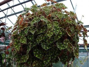 Características y cultivo de la Begonia Tigre (Begonia Tigrovaya)