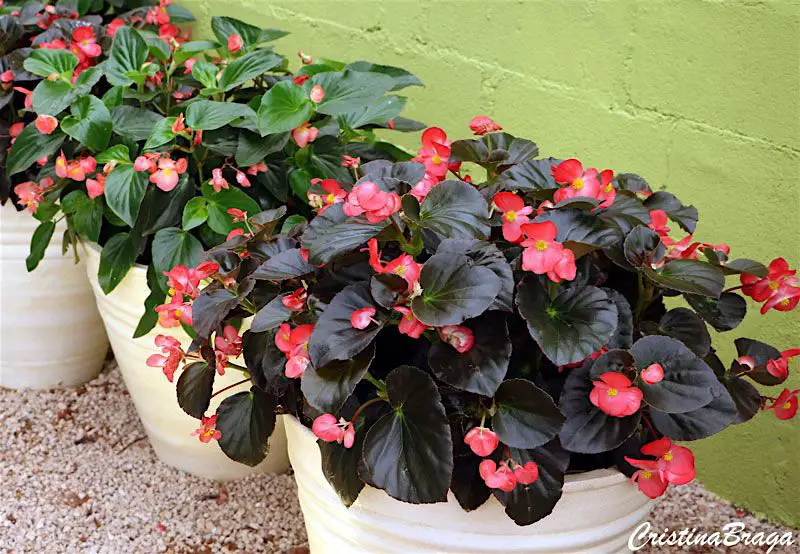 begonias begonias