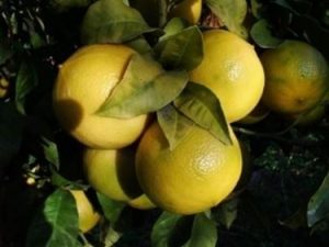 Bergamota - Bergamia cítrica