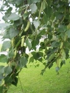 Abedul blanco - Betula