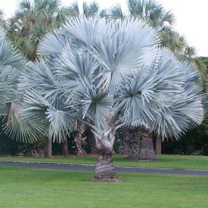 Características de la palmera azul (Bismarckia nobilis)