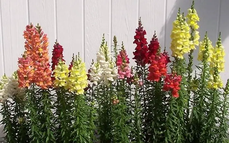 Enfermedades de las plántulas de Okra: Manejo de las enfermedades de