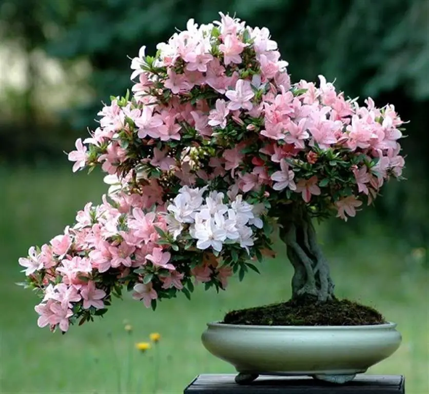 consejos esenciales para plantar y cuidar la azalea en interiores y