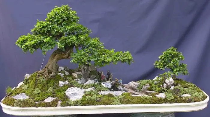 bonsai carmona bonsai carmona