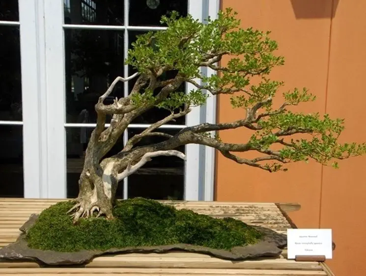 Bonsai de interior Consejos para mi huerto