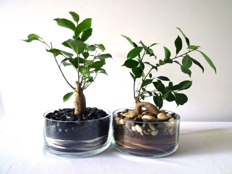 Bonsai de ginseng, como curar Consejos para mi huerto