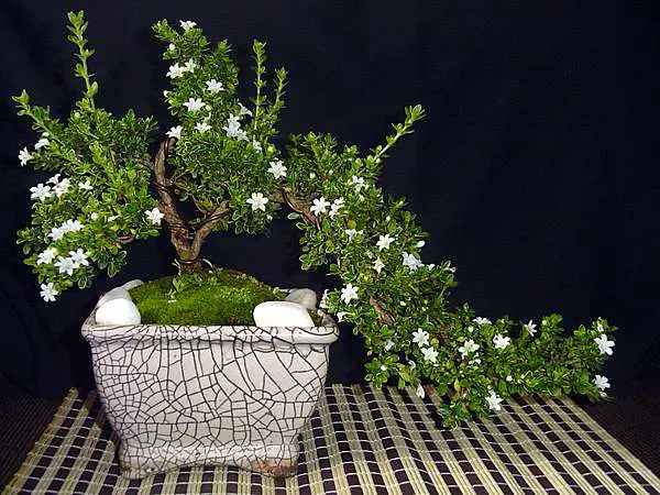 serissa bonsai