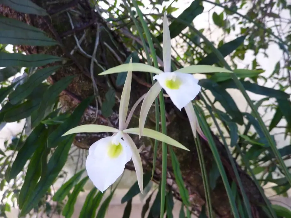 brassavola-tuberculata-1 brassavola-tuberculata-1