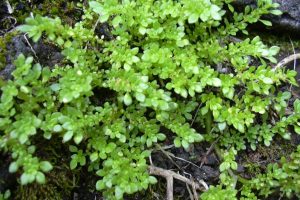 Características de Brilhantina (Pilea microphylla)