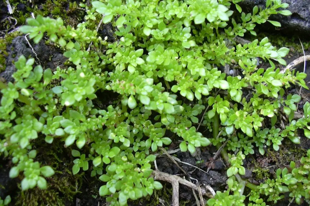 brillantina brillantina