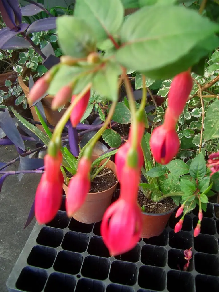 Pendiente de princesa