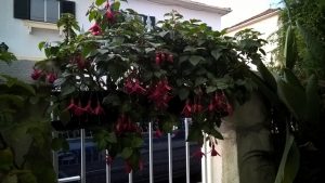 Características y cultivo del Pendiente Princesa (Fuchsia hybrida)