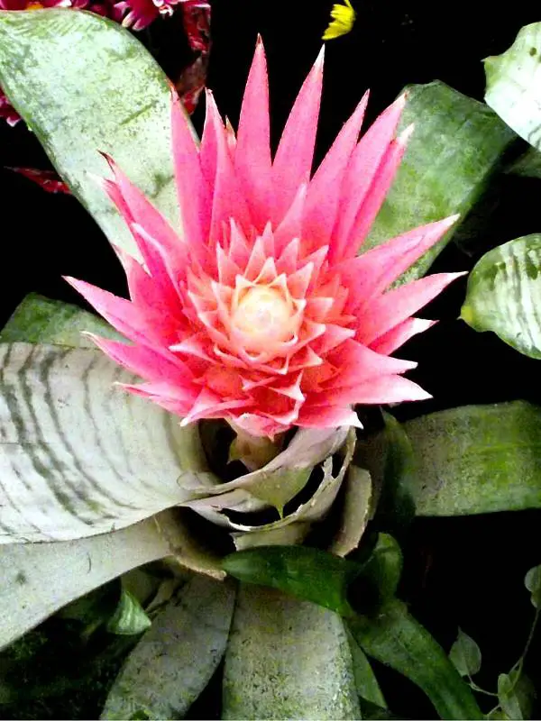 bromelia 