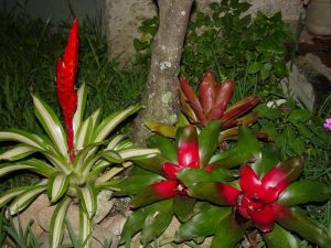 Bromelias - Interacciones con el medio ambiente