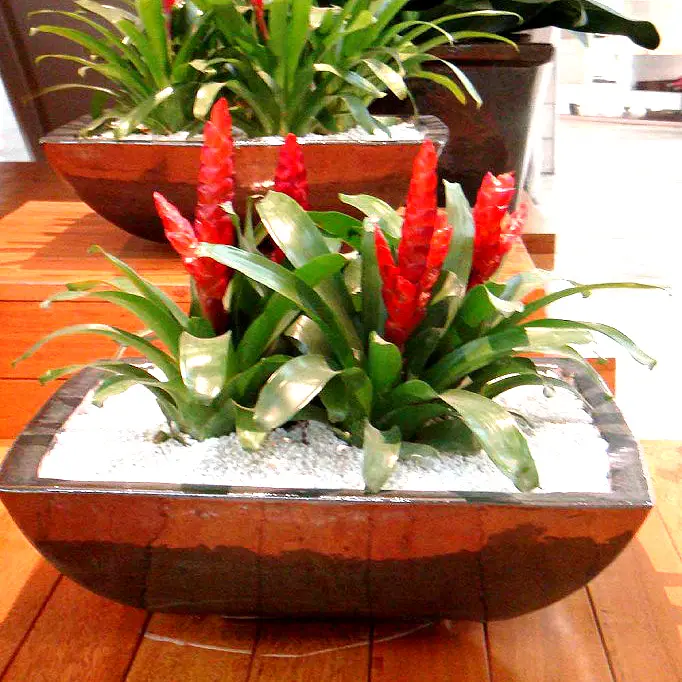 bromelias2