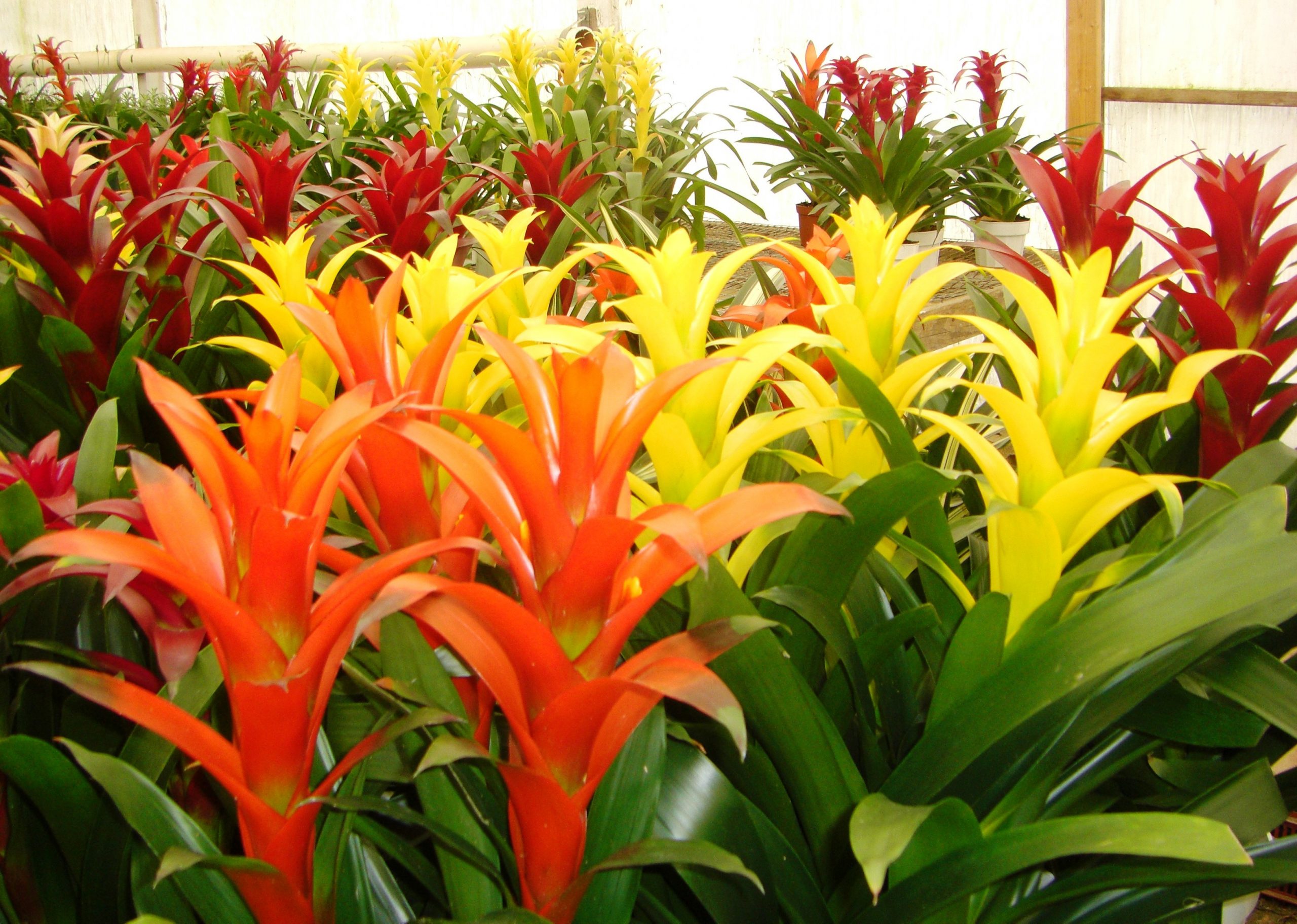 bromelia_guzmania